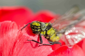 Dragonfly resting on flower bud with red flower.