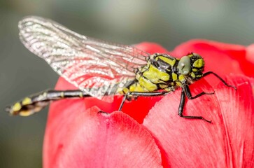 Dragonfly resting on flower bud with red flower.