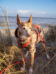 Podenco Andaluz at the beach