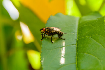 House fly sitting on the green leaf