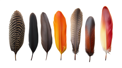 A collection of vibrant and varied feathers showcasing different colors, textures, and patterns; representing nature's artistry and avian diversity