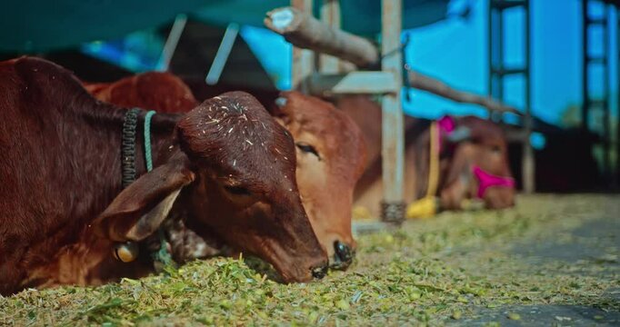 Gir Breed, Majestic Indian Cows and Bulls