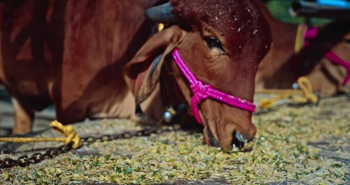 Gir Breed, Majestic Indian Cows and Bulls
