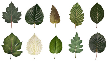 Collection of diverse leaves showcasing various shapes venation patterns and textures creating a visually rich display of nature's intricate designs and botanical variations