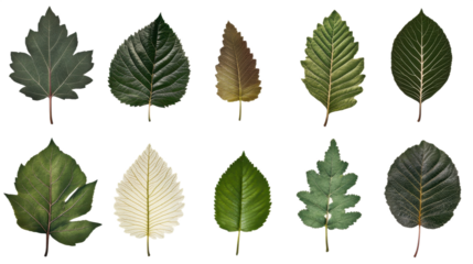 Collection of diverse leaves showcasing various shapes venation patterns and textures creating a visually rich display of nature's intricate designs and botanical variations