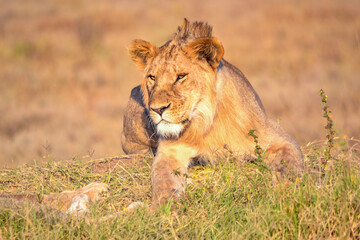 View of the Serengeti National Park