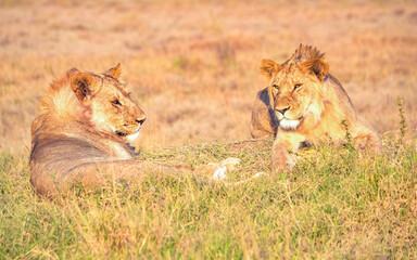 View of the Serengeti National Park