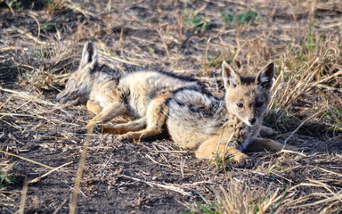 View of the Serengeti National Park