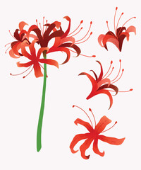 red spider lily or lycoris radiata flower in vector beautiful illustration for graphic and design