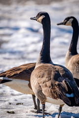 Geese grazing in snow 