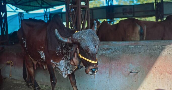 Gir Breed, Majestic Indian Cows and Bulls