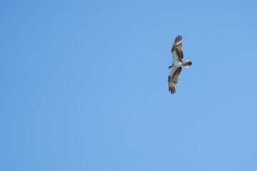 Osprey in flight