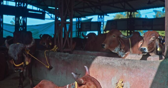 Gir Breed, Majestic Indian Cows and Bulls