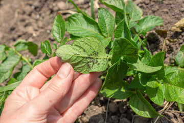 aphids on the back of a potato leaf. A gardener examines a plant with Insect parasites in the garden. methods of control and destruction
