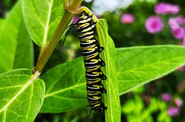 caterpillar on a leaf