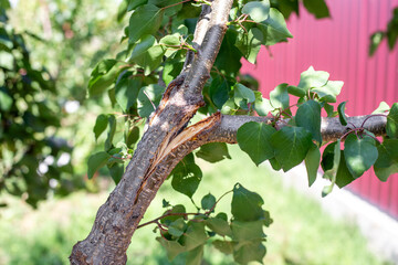 Broken branch on apricot fruit tree after strong wind. Garden care