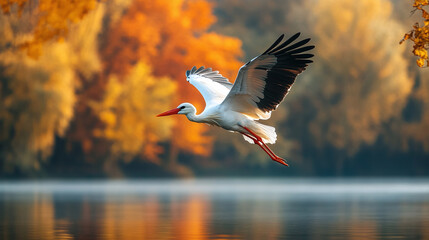 Naklejka premium A white stork is flying over a tranquil autumn lake.