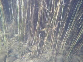 underwater vegetation macrophytes in a lake