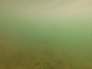 fish underwater roach perch and tench