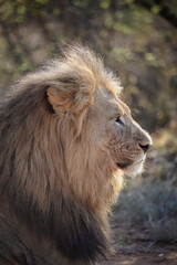 Majestic Lion