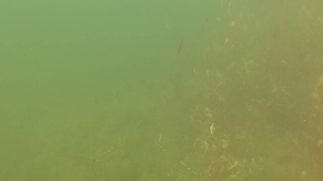 Underwater scenery fish macrophytes and bottom of the freshwater lake, lakebed