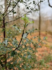 A detailed close-up of sharp holly leaves