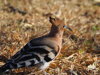 Eurasian hoopoe (Upupa epops) foraging on dry ground in Jardines de Viveros, Valencia, Spain. © Ainhoa