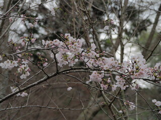 Vibrant pink cherry blossoms in full bloom on dark branches, symbolizing spring in Japan.