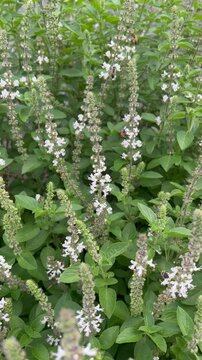 abelhas na flor de manjeric&atilde;o - bees in the basil flower