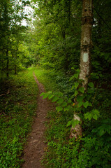A dirt trail leading through the woods during the summer with a white trail marker on a birch tree (Bruce Trail)