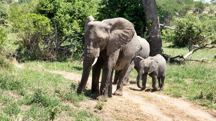 Fototapeta premium Majestic Elephants Gracefully Walking in Their Natural Habitat Amidst Lush Greenery Tarangire National Park Tanzania Africa
