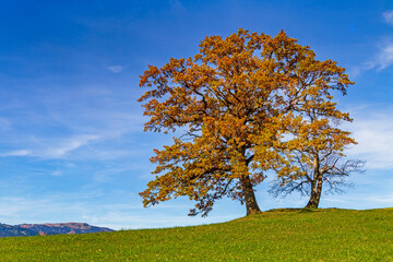 Baum - Herbst - Allgäu - Oberstdorf - Kraftort