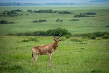 Stationary Coke's Hartebeest (Alcelaphus buselaphus cokii. ) in Masai Mara conservancy, kenya © Ronnie Epstein