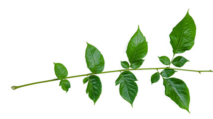 Cut out Millingtonia hortensis or Indian Cork leaves with clipping paths on white background