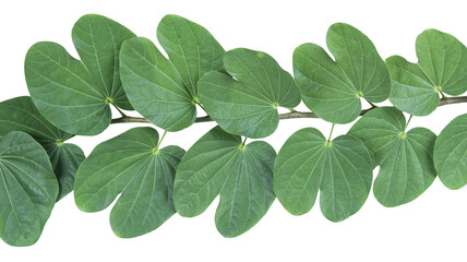 A bauhinia leaf isolated on a white background, showcasing its unique split shape for creative use.