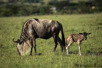 Wildebeest with newly born calf in Olare Motorogi Conservancy, Kenya.