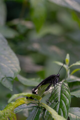 butterfly on a leaf