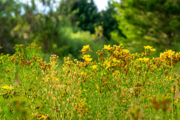 yellow flowers in the forest