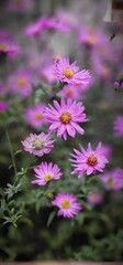 Obraz premium Symphyotrichum dumosum is a species of flowering plant of the family Asteraceae commonly known as rice button aster and bushy aster. It is native to much of eastern and central North America, as well 