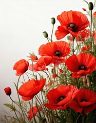 Obraz premium Vibrant red poppies swaying gently in a sunny field during springtime