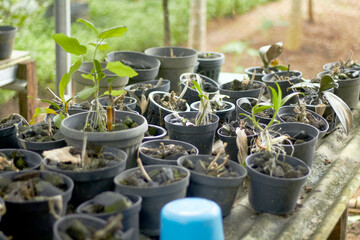 gardening tools and plants