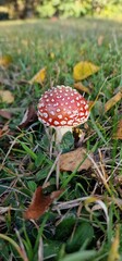 red amanita (Amanita muscaria), also known as the fly agaric, is one of the most iconic mushrooms, recognizable by its bright red cap adorned with white spots. It's found in forests across the Norther