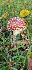 red amanita (Amanita muscaria), also known as the fly agaric, is one of the most iconic mushrooms, recognizable by its bright red cap adorned with white spots. It's found in forests across the Norther