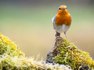 Rotkehlchen (Erithacus rubecula)