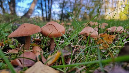 small light brown mushroom growing in the meadown 