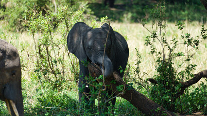 Fototapeta premium A Young Elephant is Happily Feeding in Its Natural Habitat, Surrounded by Mother Nature