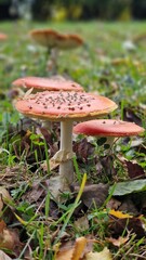 red amanita (Amanita muscaria), also known as the fly agaric, is one of the most iconic mushrooms, recognizable by its bright red cap adorned with white spots. It's found in forests across the Norther