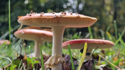 red amanita (Amanita muscaria), also known as the fly agaric, is one of the most iconic mushrooms, recognizable by its bright red cap adorned with white spots. It's found in forests across the Norther