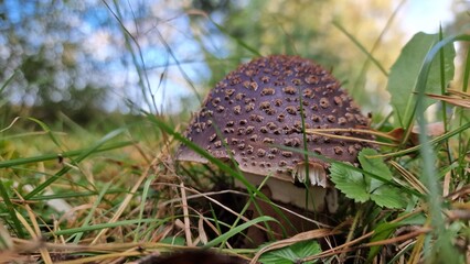 Amanita rubescens), also known as the blusher mushroom, is a species of edible mushroom found in forests. It has a distinctive pinkish cap that blushes when bruised, and is known for its delicate flav
