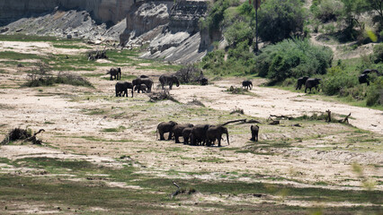 Elephants Gracefully Grazing in Their Natural Habitat Surrounded by Vibrant Nature and Life